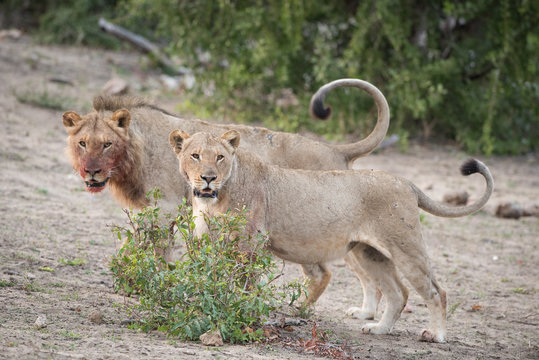 A horizontal, colour image of a lion and a lioness, Panthera leo, standing together in the Greater Kruger Transfrontier Park, South Africa.