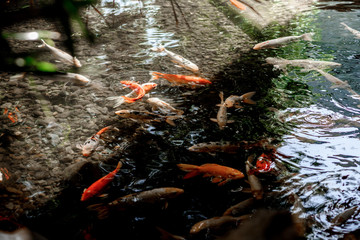 The fishes