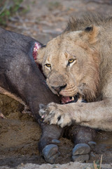 Naklejka na ściany i meble A vertical, close up image of a lioness, Panthera leo, gnawing on the leg of a fresh buffalo kill in the Greater Kruger Transfrontier Park, South Africa.