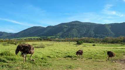 Birds at an Ostrich Farm