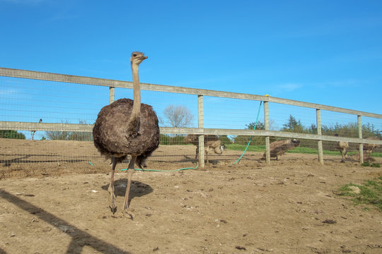 Bird at an Ostrich Farm
