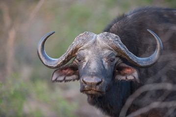 Naklejka premium A horizontal, colour image of a buffalo cow, Syncerus caffer, looking at the camera in the Greater Kruger Transfrontier Park, South Africa.