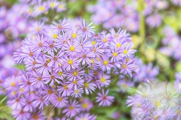 flowers Symphyotrichum novi-belgii purple color on blurred green background.