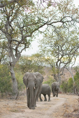 A vertical, full length, colour image of three elephants, Loxodonta africana, walking down a road in the Greater Kruger Transfrontier Park, South Africa.