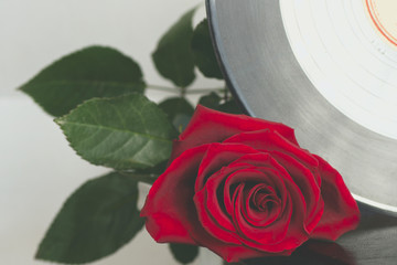 vinyl record disk and a red rose close-up