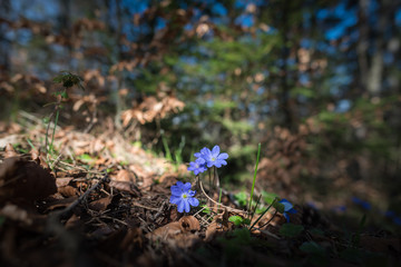 lue Spring Flowers in a Forest