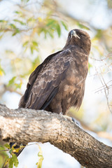 A vertical, colour image of a Wahlberg's eagle, Aquila wahlberg, in the Greater Kruger Transfrontier Park, South Africa.