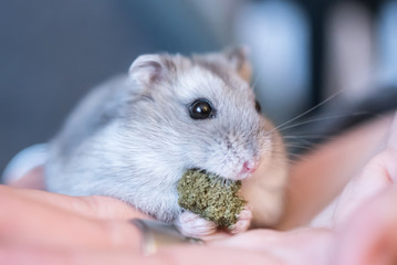 Fototapeta na wymiar Cute little hamster pet holding on the hands and eating yummy