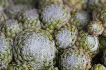 Spinnweben-Hauswurz (Sempervivum]