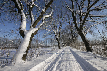 Obraz premium Weg mit Bäume im Winter