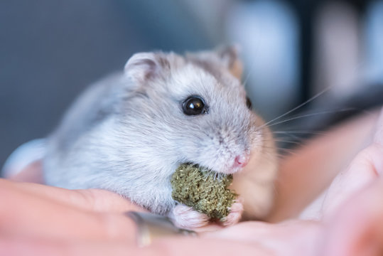 Cute little hamster pet holding on the hands and eating yummy