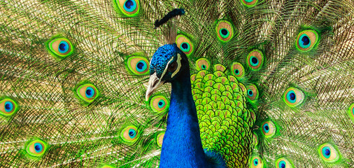 Fototapeta na wymiar kuş hayvan renkler kanat hayvanat bahçesi