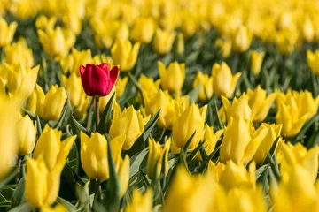 Fotobehang A single red tulip in a field full of yellow tulips © Catstyecam
