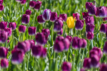 A single yellow tulip growing in a field full of purple tulips