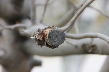 timber