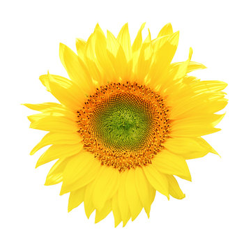 Sunflower isolated on white background (clipping path)