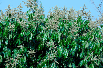 Longan , Thai fruits exported to China and so on.
