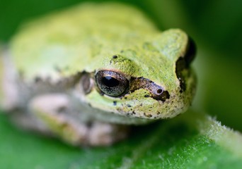 ニホンアマガエル