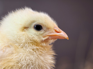 Portrait of a newborn yellow chicken