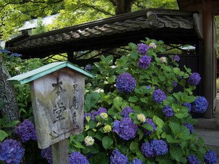 紫のアジサイの庭園