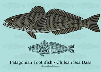 Naklejka premium Patagonian Toothfish, Chilean Sea Bass. Vector illustration with refined details and optimized stroke that allows the image to be used in small sizes.