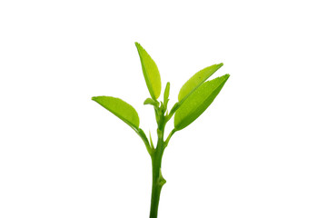 Fototapeta na wymiar Green leaf, Bergamot leaf isolated on white background