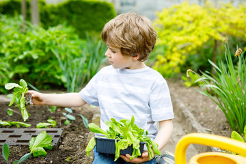 Cute little preschool kid boy planting green salad seedlings in spring