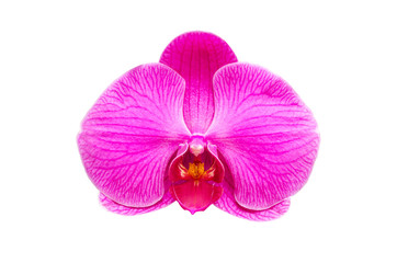Fototapeta na wymiar Beautiful single purple orchid isolated on white background