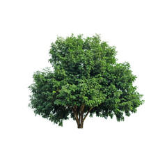Fototapeta na wymiar Single green tree isolated white
