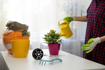 woman watering indoor plant after planting in a flower pot