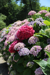 Hortensia
