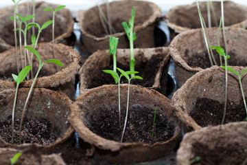 The first spring sprout is a non-opening bud