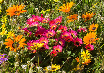 Brilliant Red flowering ice-plant