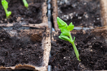 The first spring sprout is a non-opening bud