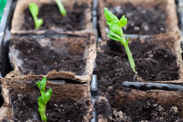 The first spring sprout is a non-opening bud