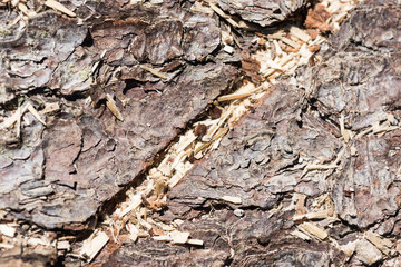 Close view of a tree stump with pattern and texture highlights