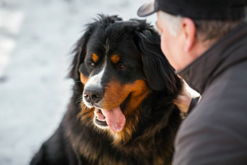 Man plays with a funny Bernese Mountain Dog on the snow in park
