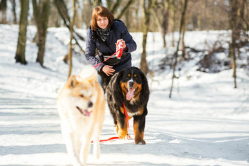 Woman in winter coat walks with Akita-inu and Bernese Mountain dog around a winter park