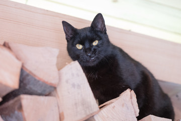 Black cat with funny expressions sitting on the wood in the garden