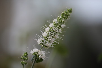 fragrant grass field mint