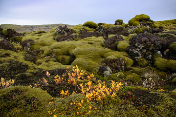 wide landscape with lava hills covered with moss in the south of Iceland .