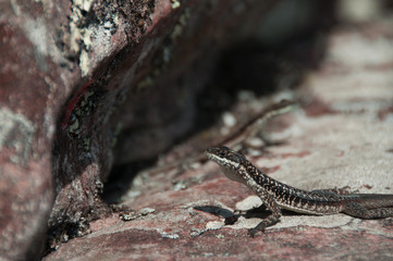 brazilian lizard