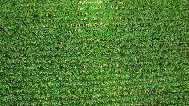 4K Countryside aerial shot - flying over a large corn field. Vivid green plants in long parallel plows on a bright summer day