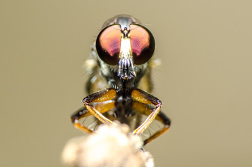 Wonderful and mysterious macro world