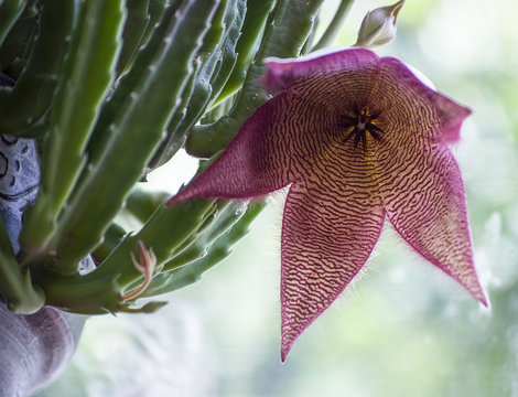 natural background blooming fluffy plant flowers stapelia