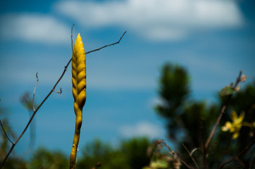 brazilian flora