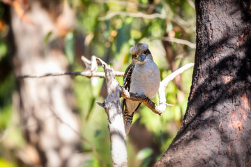 A curious kookaburra on a branch in the Grampians national park in Australia