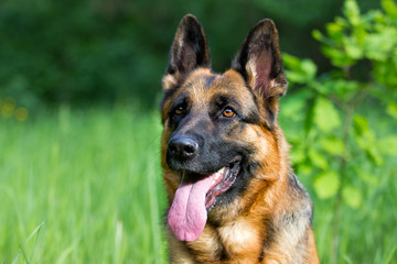 German shepherd dog in the grass