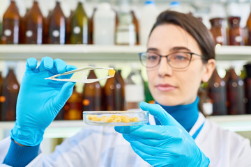 Head and shoulders portrait of dark-haired young scientist wearing white coat and rubber gloves using tweezers while studying sample of genetically modified maize at modern laboratory.