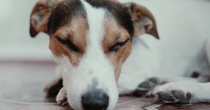 Small dog breed the Jack Russell Terrier lays onlays on his place and falls asleep, slowly closes .